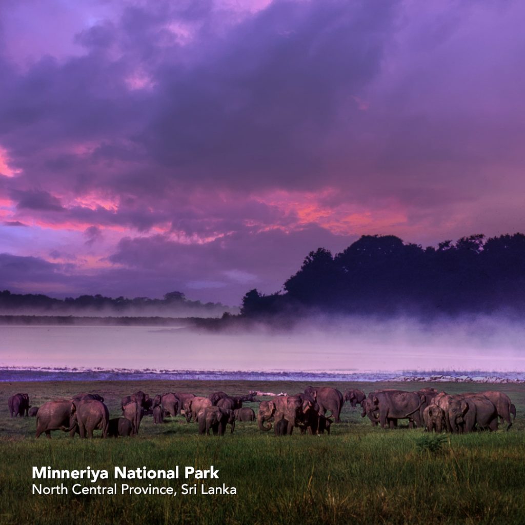 Minneriya National Park Shot by Sudhir Ramchandran image