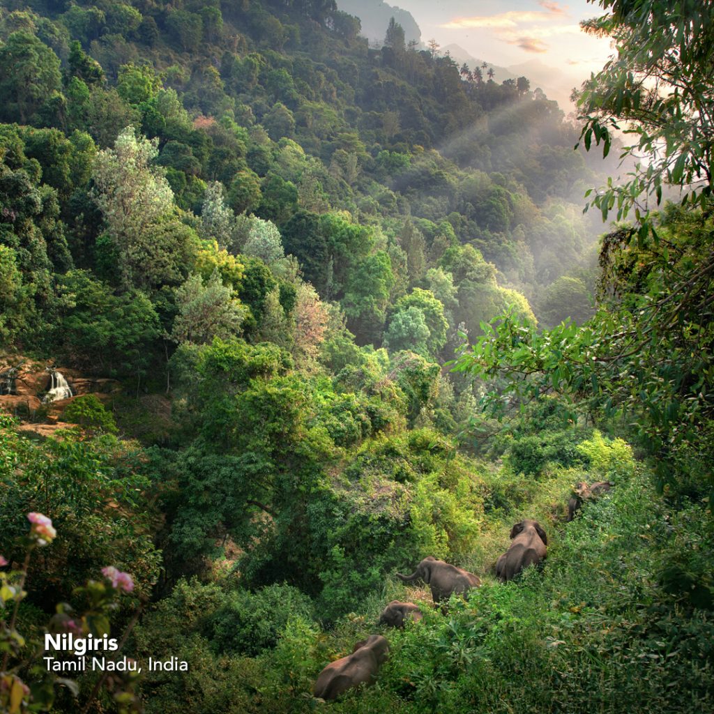 Nilgiris shot by Nature Photographer Sudhir Ramchandran image